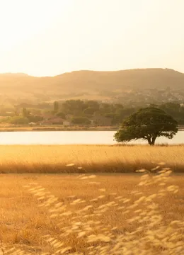 Fields: Open country gone gold, and one tree by the water.